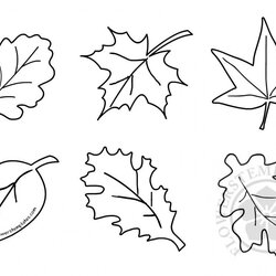The Highest Standard Blank Leaf Template With Lines Formidable Ideas