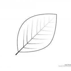 Superior Blank Leaf Template With Lines Fearsome Line Highest Quality