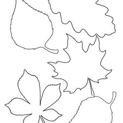 Marvelous Blank Leaf Template With Lines Unique Design