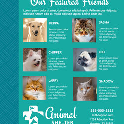 Fine Dog Adoption Flyer Template Professional Sample Collection Animal Shelter Pet