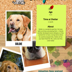 Brilliant Copy Of Pet Adoption Flyer Template Foster Flyers Advert Ts