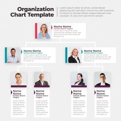 Exceptional Organizational Chart Free Template