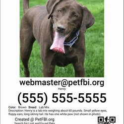 Terrific Lost Dog Flyers Template Fresh Create Or Found Pet Flyer Event Pets