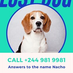 Legit Free Printable Lost Dog Flyer Templates Flyers Blue And Green Bold