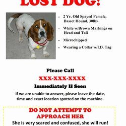 Marvelous Lost Dog Flyers Template Awesome Flyer Losing Templates Missing
