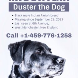 Out Of This World Simple Missing Dog Poster Template In Lost Flyer Best