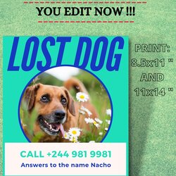 Outstanding Editable Missing Dog Flyer And Poster Template Printable Lost