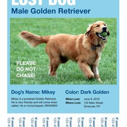 What To Do If Your Dog Goes Missing Sample Flyer Lost
