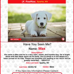 Preeminent Dog Template Report Card Free Flyer Templates Event